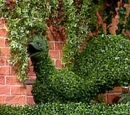 Topiary Peacock