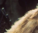 Sweetums
