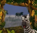 The Zebra Song
