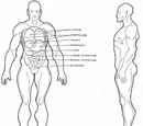 Vulcanoid