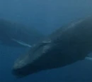 Cetacean