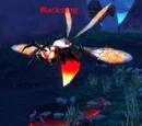 Blacksting
