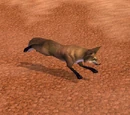 Desert Fox