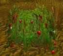 Bloodberry Bush