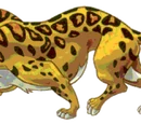 Leopards and Cheetahs