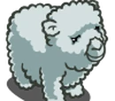 Babydoll Sheep
