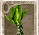 Branchiflore