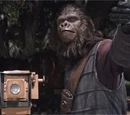 Gorilla Photographer