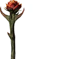 Sanguine Rose (Skyrim)