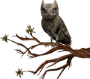 Hibou