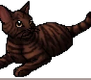Hollykit (NP)