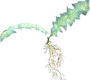 Nirnroot (Skyrim)