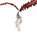 Crimson Nirnroot