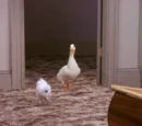 The Chick and The Duck