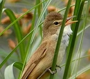 Acrocephalidae