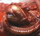 Chestburster