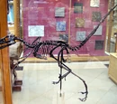 Bambiraptor