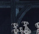 Dalmatian Puppies