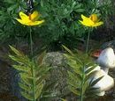 Dragon's Tongue (Oblivion)