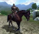 Imperial Legion Horse