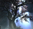 Eldergleam Tree