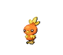 Torchic