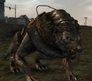 Blight Wolf (Mount)