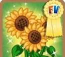 Flower Power
