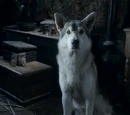 Nymeria