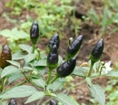 Capsicum annuum 'Peruvian purple'