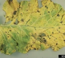 Brassica dark leaf spot