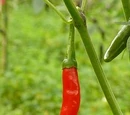 Capsicum frutescens 'Bangalore torpedo'