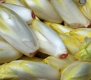 Chicory