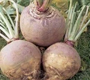 Swede