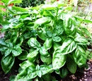 Sweet basil