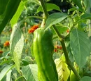 Capsicum annuum 'NuMex big jim'