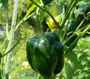 Capsicum annuum 'Ancho gigantea'