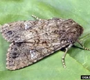 Cabbage Moth