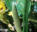 Acorus calamus