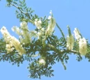 Acacia