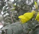 Fabaceae