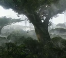 Heimatbaum
