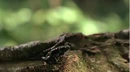 2X14TreeFrog.jpg