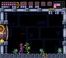Dachora