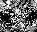 Metroid (Species)