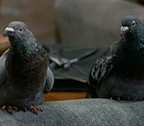 Pigeons (Dr. Dolittle)