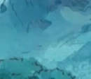 Paul's Torterra
