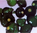 Scallopini