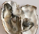 Pacific oyster