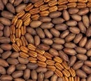 Pecan
